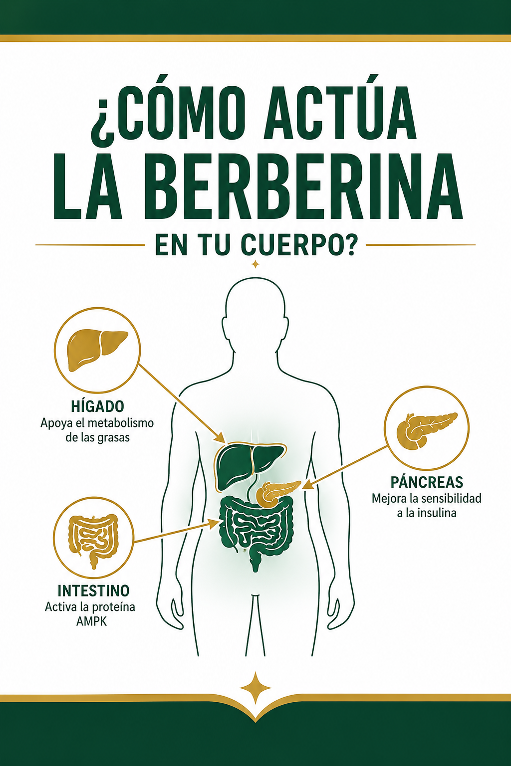 Cómo actúa la Berberina en tu cuerpo